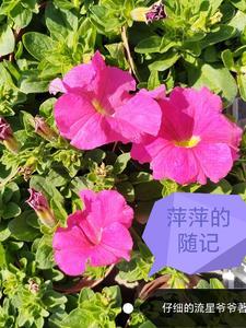 萍萍原型